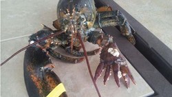 Lola, Lobster Bercapit Lima Ditemukan di Maine