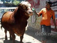 Mengintip Pola Perawatan Ternak Sapi Jumbo 