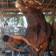 Biaya Perawatan Sapi Jumbo Milik Jamali Hingga Rp 1,5 Juta Tiap Bulan