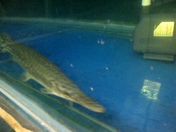 Ikan Aligator yang Lepas di Waduk Jatiluhur 6 Ekor, Perburuan Digelar