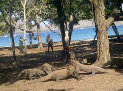 Presiden SBY, Ibu Ani dan JK Saksikan Lahapnya 6 Komodo Santap Siang