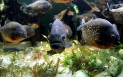 Ikan Piranha Dilaporkan Lepas di Waduk Cirata