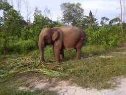  Seperti Ini Kondisi Tesso Nilo yang Bikin Harrison Ford Kecewa