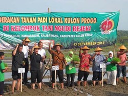 Menor, Padi Varietas Unggul Asli Kulonprogo Diluncurkan