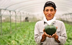 Kini Ada Semangka Berbentuk Hati dari Jepang