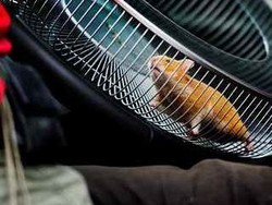 Buktikan Keunggulan Stir, Volvo Gunakan Hamster