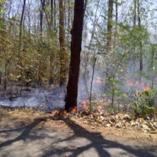 Hutan Jati Bojonegoro Terbakar Diduga Sengaja Dibakar