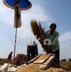 Hasil Panen Padi Dikorupsi, Kepala Desa Dihukum 1 Tahun Penjara