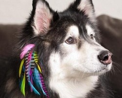 Poochie Plumes, Hair Extension Khusus untuk Anjing Peliharaan 