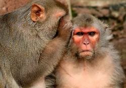 Awas! Monyet di Florida Sebar Herpes