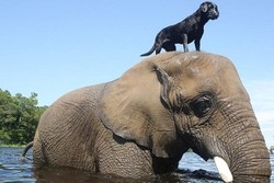 Lucunya, Gajah Bersahabat dengan Anjing di California