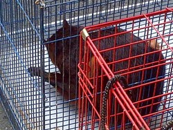 Dari Buaya Hingga Tupai Terbang, Ini Hewan Langka yang Dijual di Muntilan