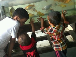 Menyaksikan Ikan Hias Jadi Hiburan Anak-anak Pengungsi Gunung Sinabung