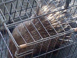 Polisi Tangkap Penjual Hewan Langka di Pinggir Jalan Pasar Muntilan