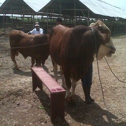 RI Swasembada Sperma Sapi Tapi Masih Bergantung Daging Impor