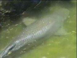 Ikan Raksasa Jadi Tontonan Warga