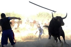 Foto Terakhir Sebelum Ditanduk Banteng...