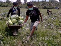 Pengungsi Gunung Sinabung Panen Sayur