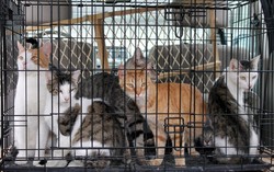 Terbongkar di China Kasus Daging Kucing Dipalsukan sebagai Daging Kambing