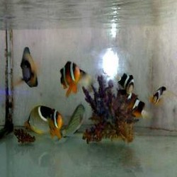 RI Pengekspor Karang Hias Terbesar di Dunia