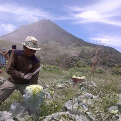 Warga Korban Letusan Gunung Sinabung Tetap Panen Sayuran