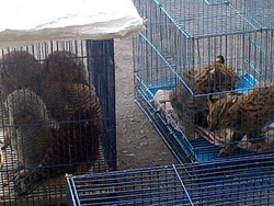 Penjual Hewan Langka di Muntilan Terancam 5 Tahun Penjara