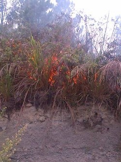 Perambah Berulah, Hutan di Lereng Gunung Sinabung Terbakar