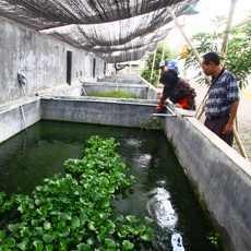 Budidaya Sidat Mulai Menggeliat di Banyuwangi