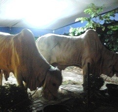 Masyarakat Diimbau Beli Hewan Kurban yang Disertai Surat Keterangan Sehat