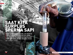 Saat Kita Surplus Sperma Sapi