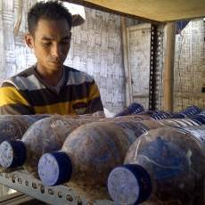 Budidaya Semut Angkrang Menjanjikan Keuntungan