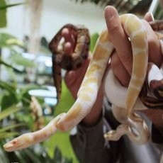 850 Ekor Ular Ditemukan di Rumah Warga New York AS