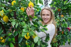 Wah, Jeruk Manis dan Jeruk Lemon Ini Terbuat dari Cokelat!