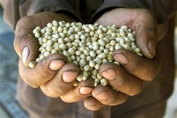 Produksi Kedelai Lokal Minim, Dewan Kedelai Nasional Sindir Kementan