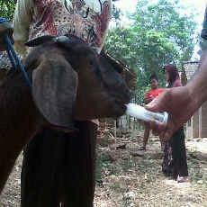 Kambing di Magetan Doyan Makan Kaca