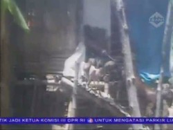 Kambing Lumping, Kambing yang Suka Makan Beling