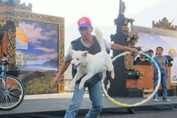 Gara-gara Stres, Anjing Kintamani Batal Tampil