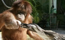 Di Kebun Binatang AS, Orangutan Jadi Babysitter Penguin!