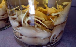 Mau Cicip Wine Bayi Tikus dan Jengger Ayam yang Lezat? (1)