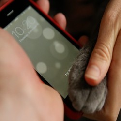 Kucing pun Bisa Bobol Sensor Touch ID iPhone 5S