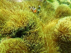 Menjelajah Gua Walet dan Snorkeling di Kotabaru, Kalsel