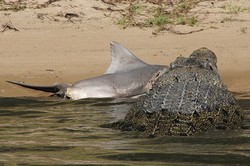 Ikan Hiu VS Buaya, Siapa yang Menang?