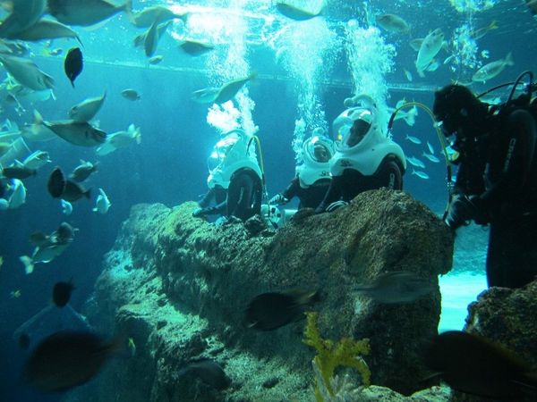 Sea Trek, Jalan-jalan di Bawah Laut Singapura