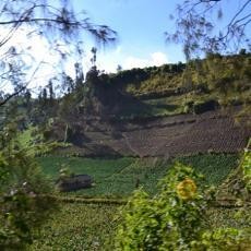 Pemkab Lumajang Gagas Pagelaran Musik Akustik di Kaki Semeru