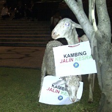 Yakinkan MK, Saksi Kubu Khofifah Bawa Kambing Pemberian Soekarwo