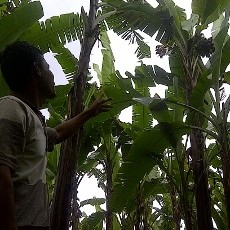 Kiat Pisang Mas Kirana Hadapi Pasar Bebas AFTA 2015