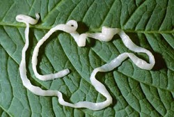 Ketika Cacing Bersarang di Tubuh Manusia