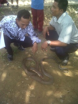 Mangsa Kucing di Sekolah, Ular Kobra 3 Meter Hebohkan Siswa SMP