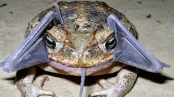 Aneh, Ada Kodok Bertelinga Kelelawar di Peru