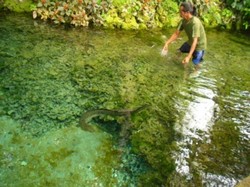Morea Waai, Belut Raksasa Dari Maluku